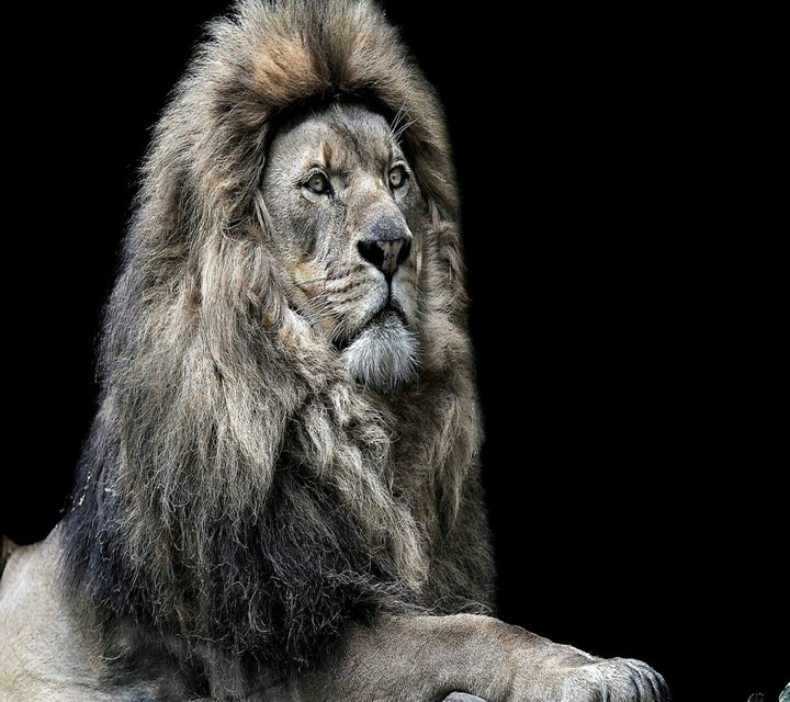 Lion