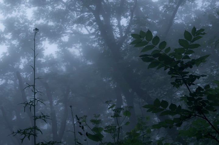 forest