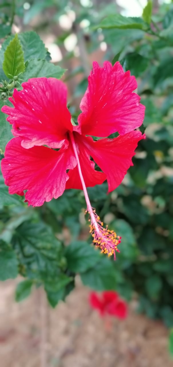 flower