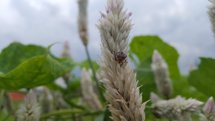 insect
