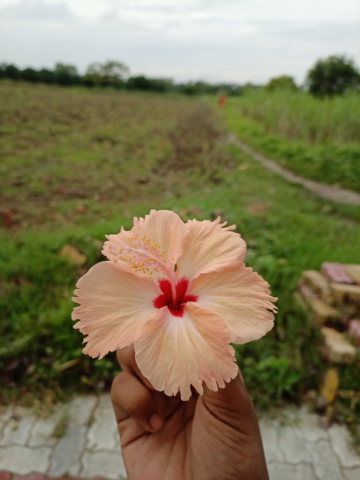 Hibiscus ?