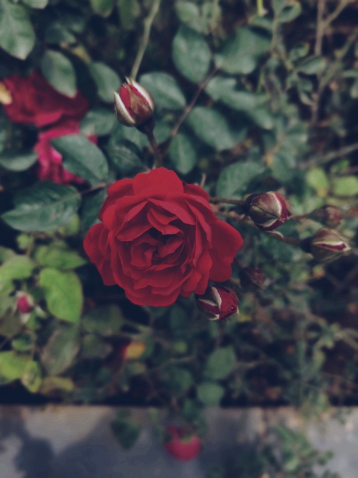 Rose