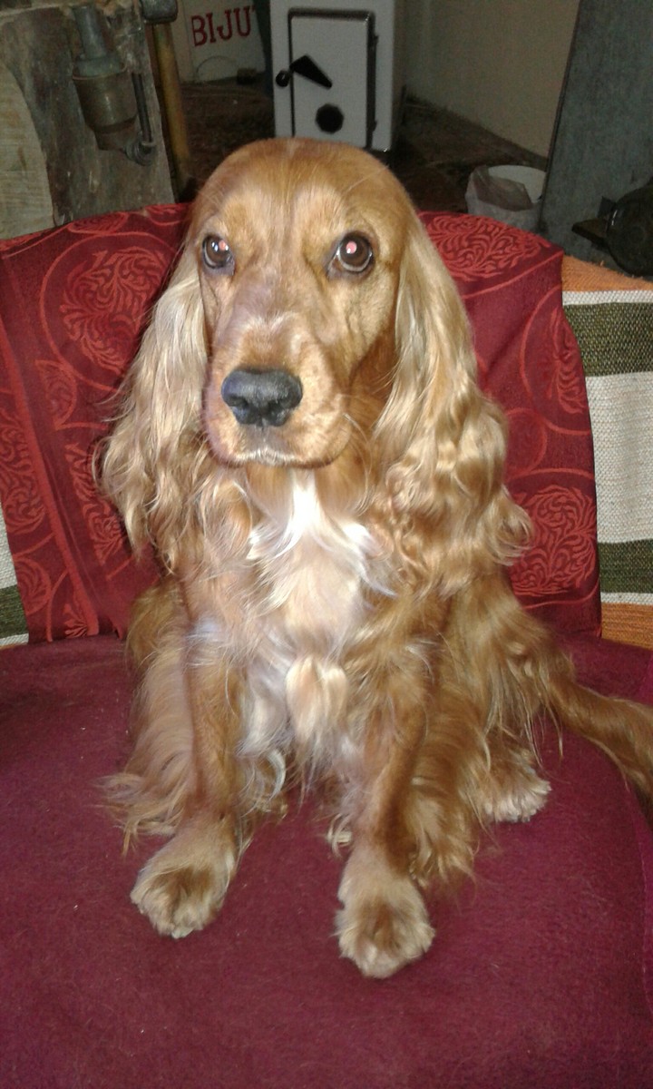 Cocker