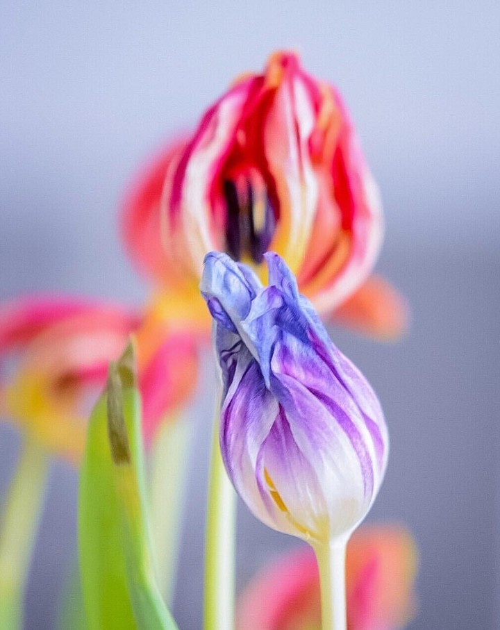 tulipani