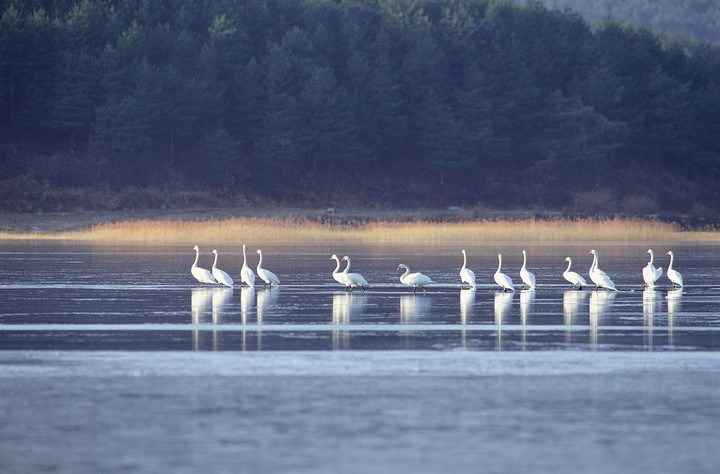 Birds