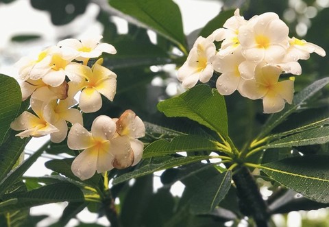 event, flower duvar kağıtları