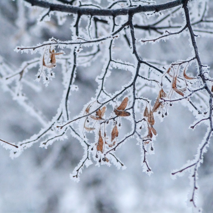 leafs