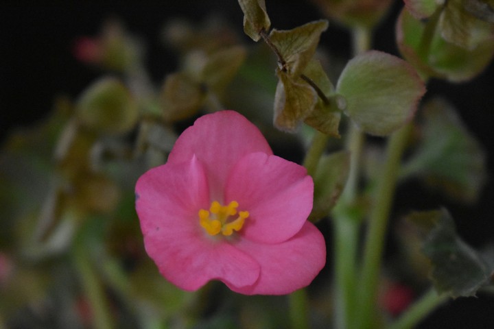 flor