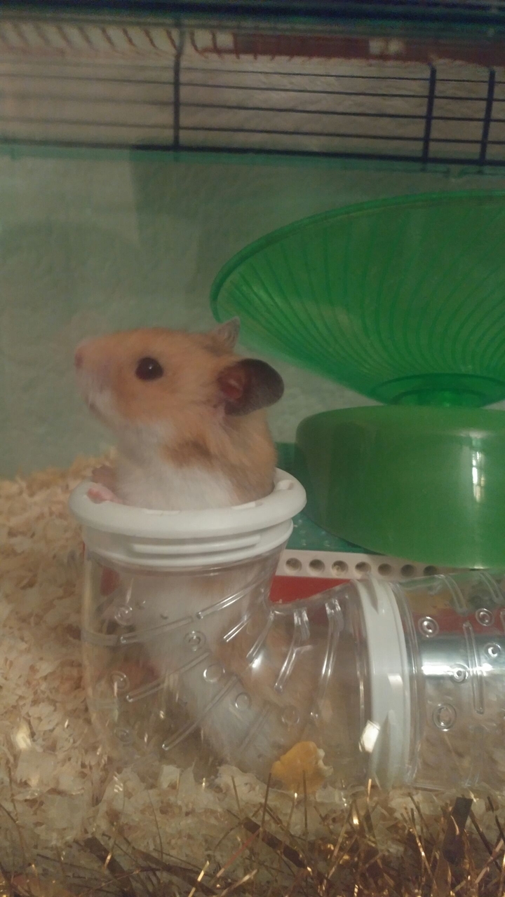 Hamster
