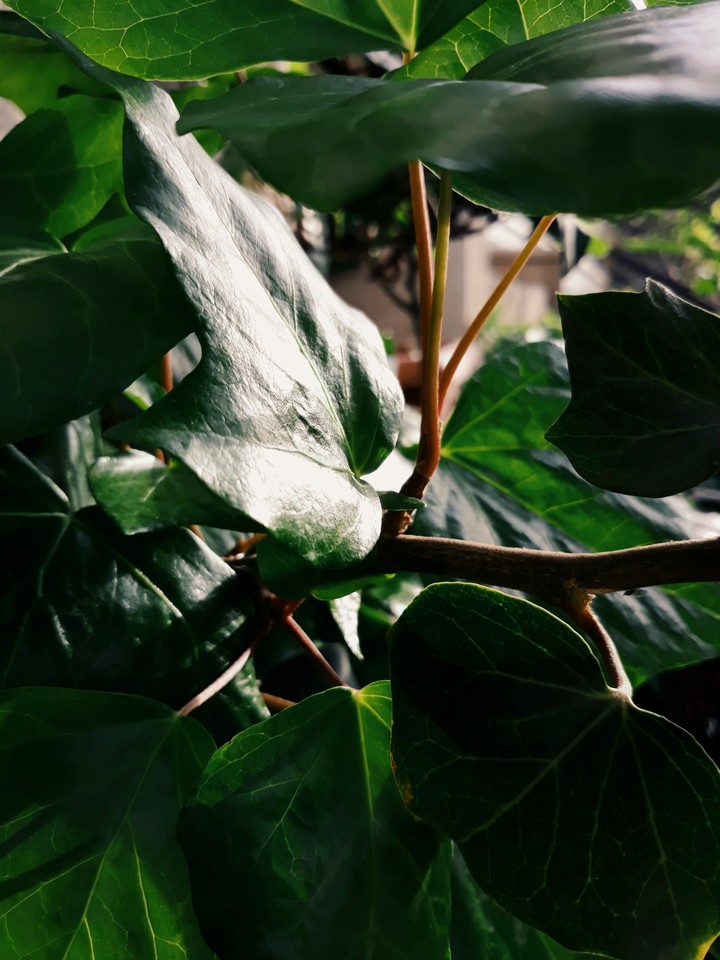 wonderful leaf