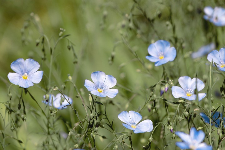wildflower