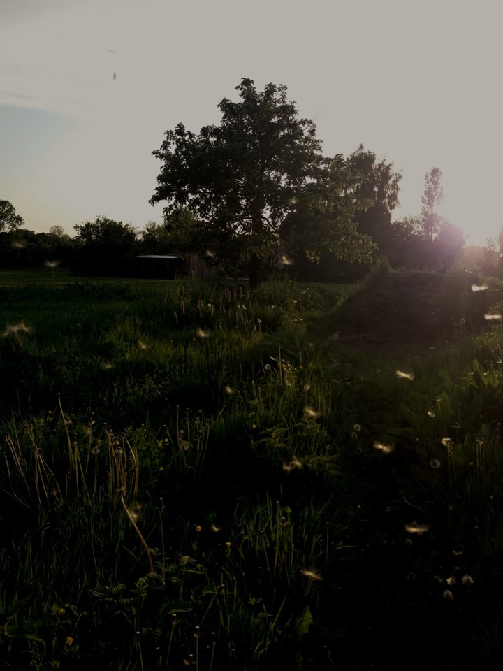 Dandelions