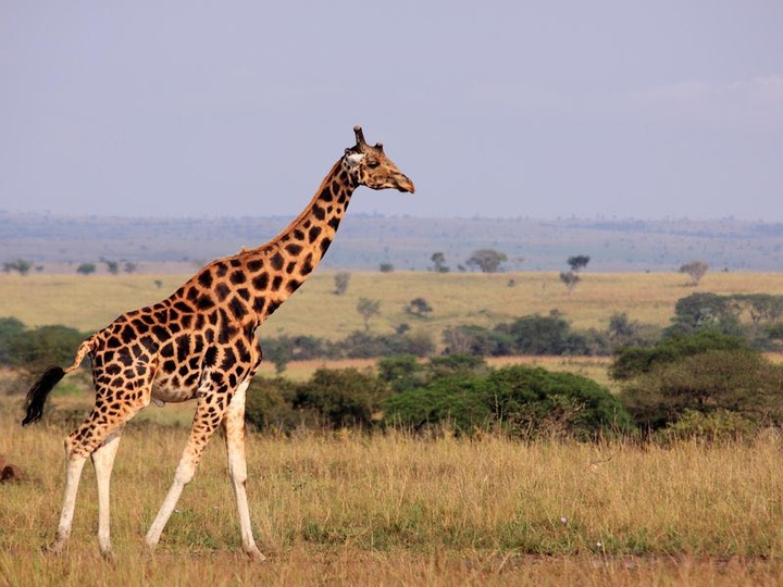 Giraffe