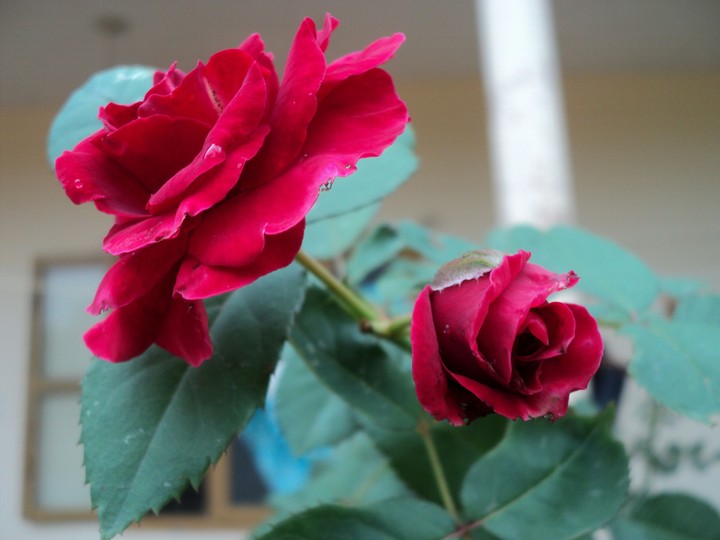 Roses