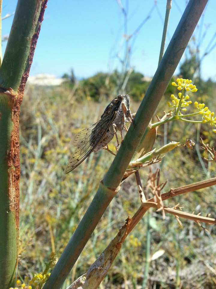 Cricket enjoying the Algarve sun