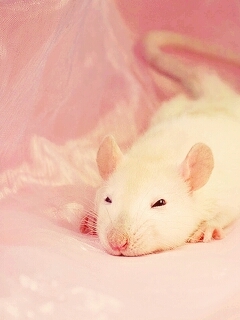 rat sleep