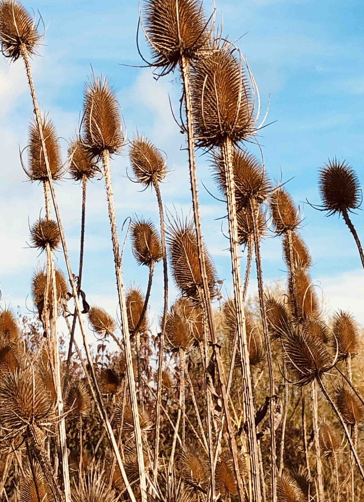 weeds