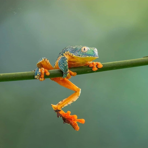 природа