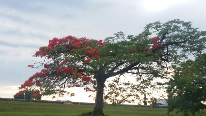 Flamboyant tree and blue sky!!!