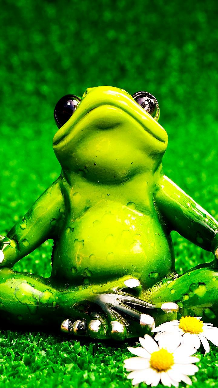 cutie frog
