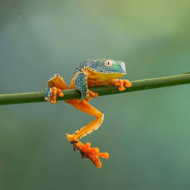 природа