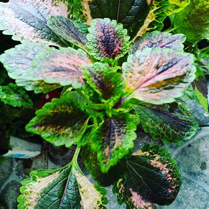 coleus