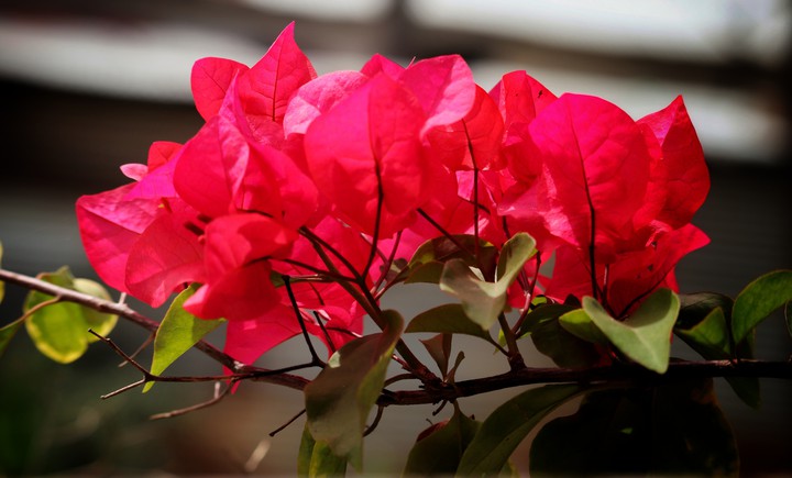 Bougainvillea