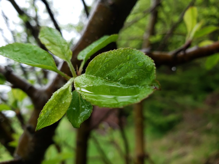 leaf