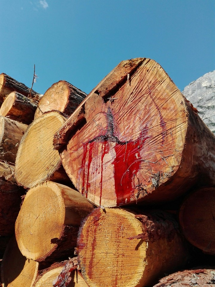 wood blood