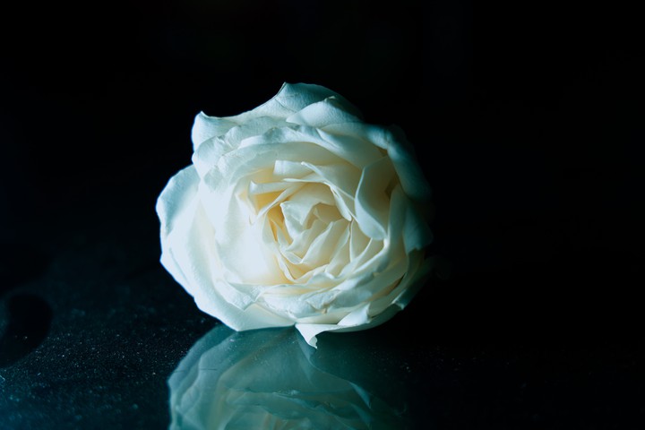 white rose