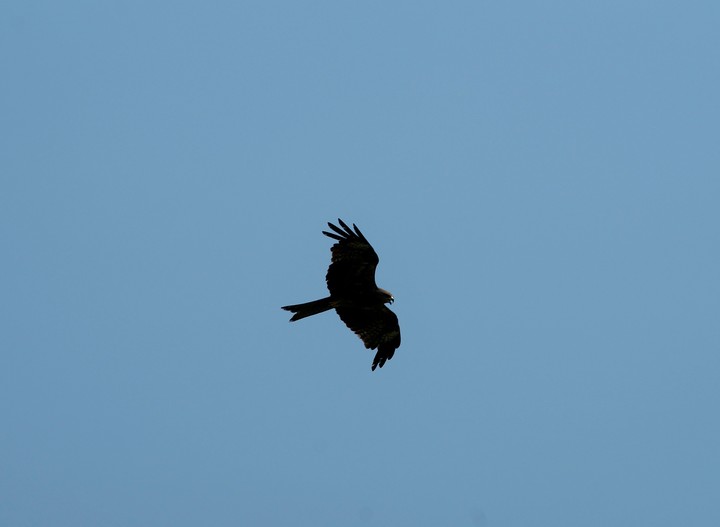 eagle