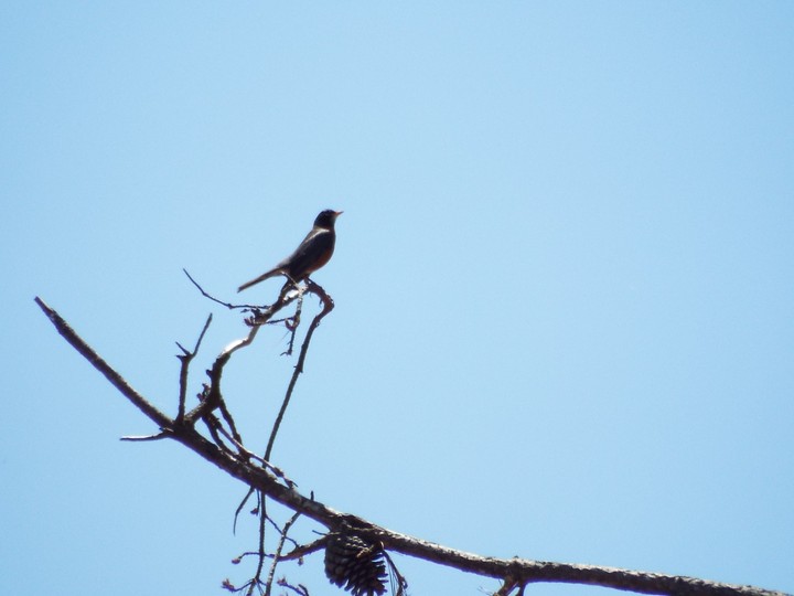 birdy