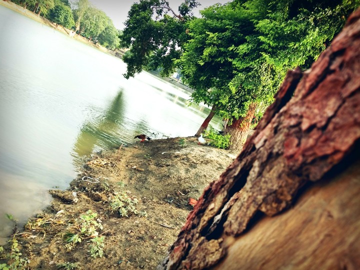 Pond