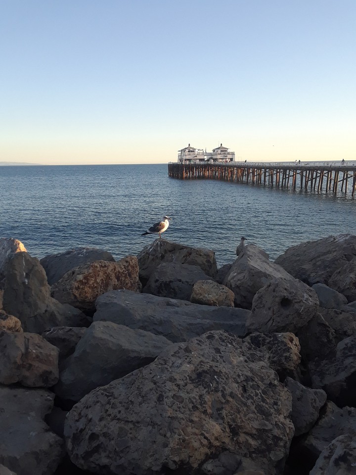 seagulls and pier