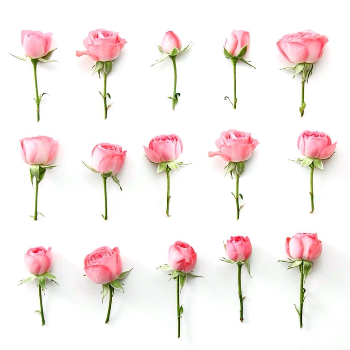 roses