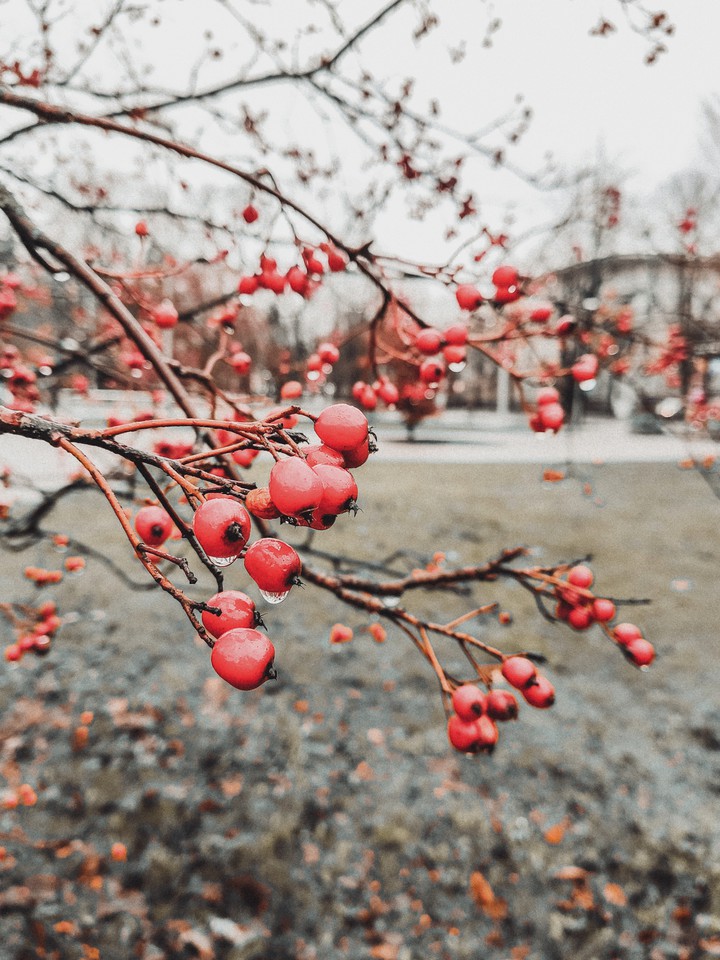 red berries
