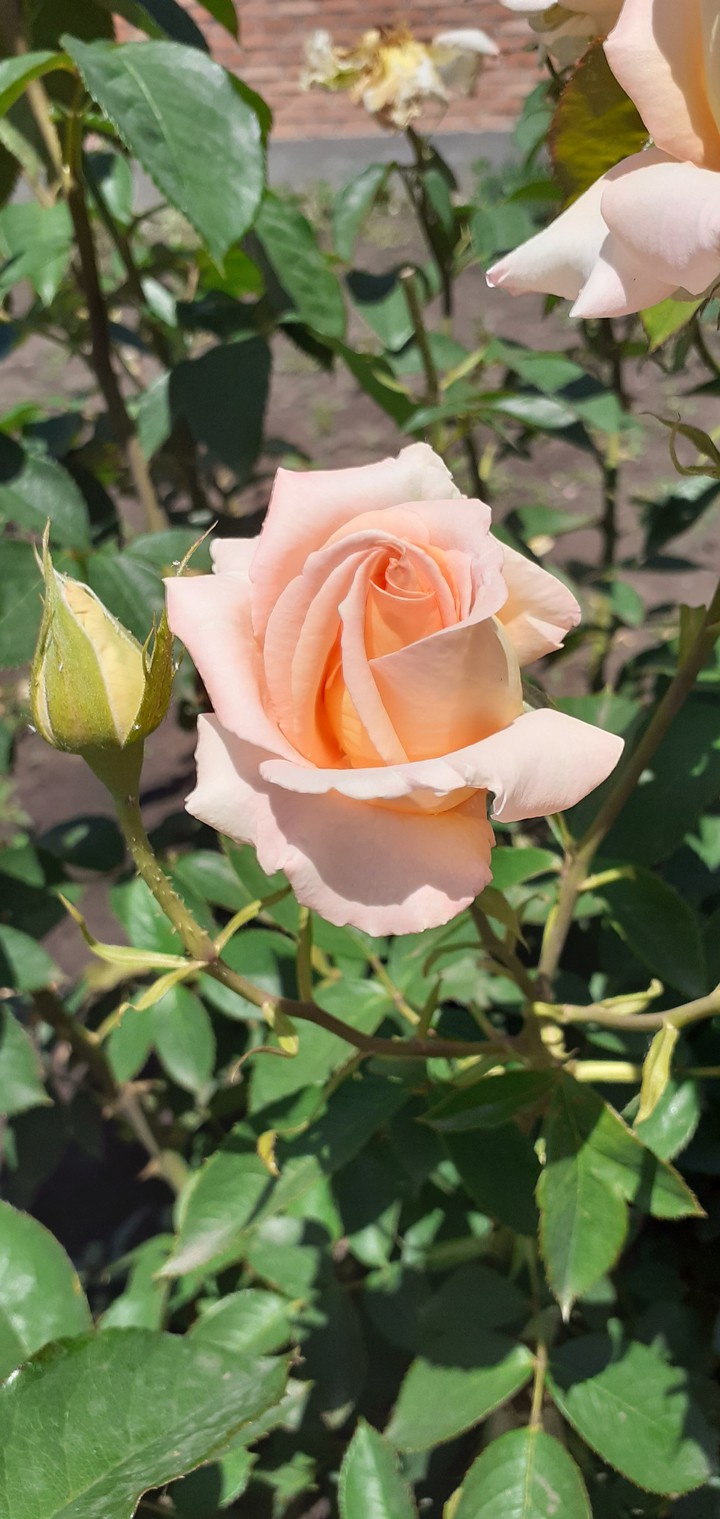 Beautiful roses at grandma's.