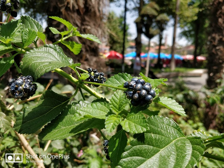 berry