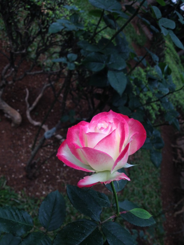 Rosa