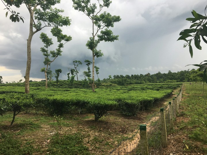 #Tea_garden