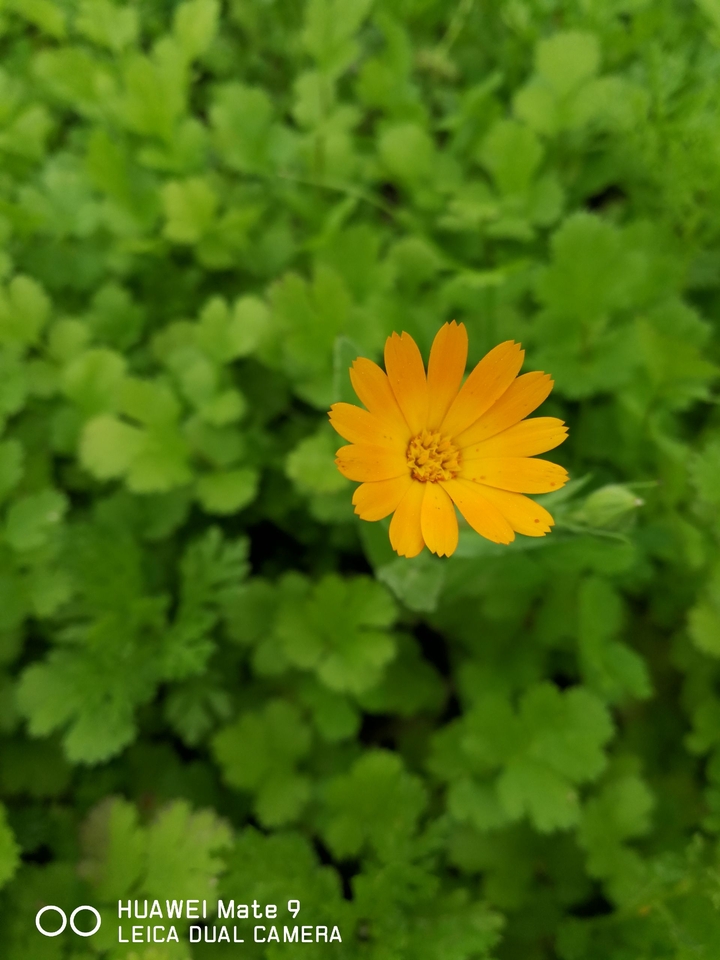 mate9