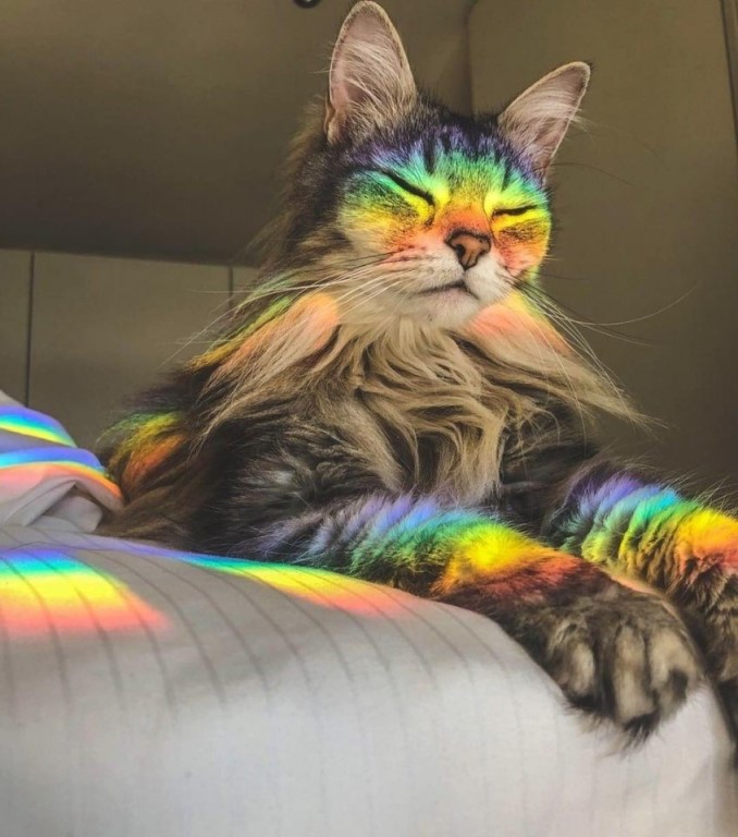 кот