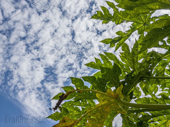 Sky n Tree