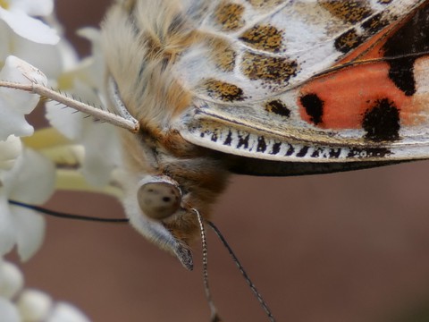 Schmetterling, Blumen, Pflanzen