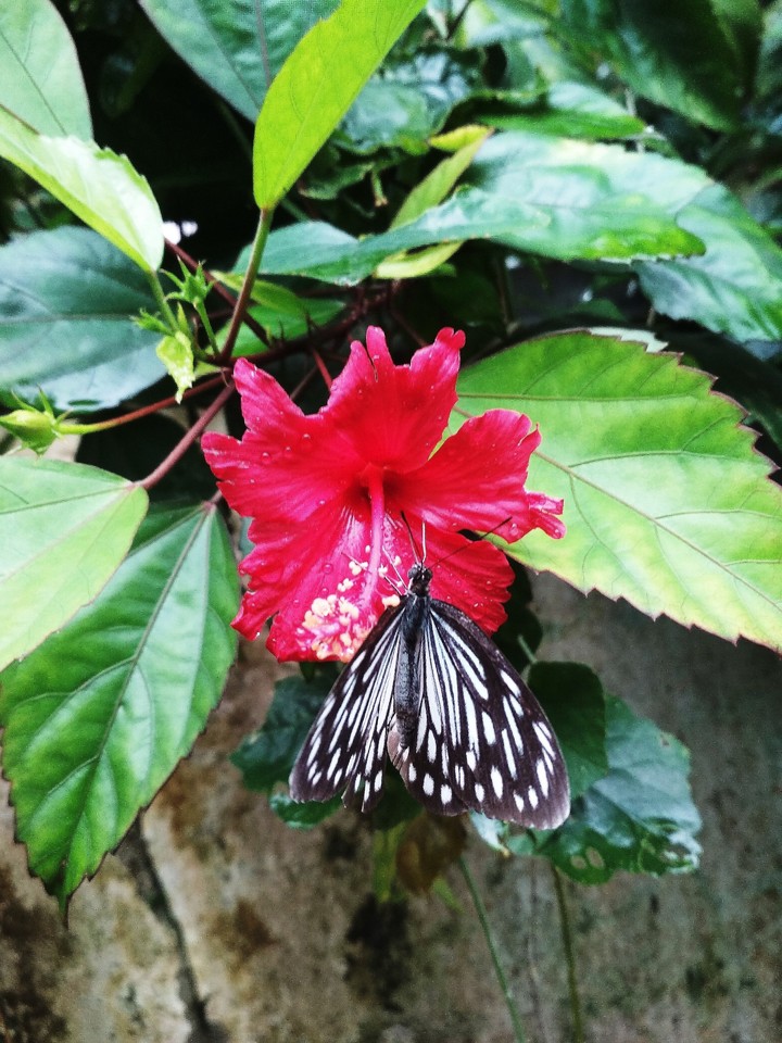 butterfly