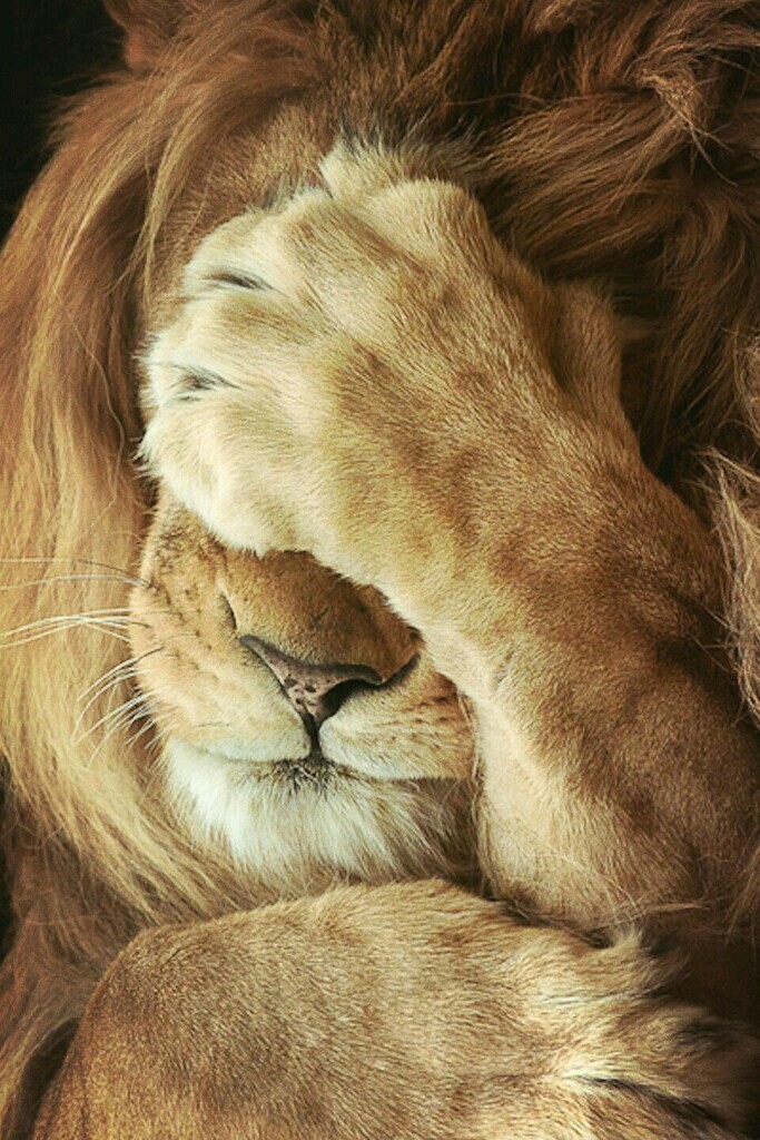 lion
