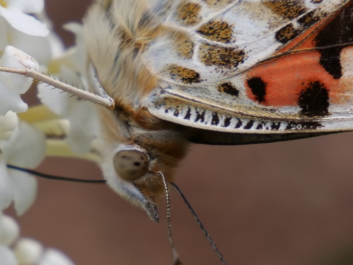 Schmetterling, Blumen, Pflanzen