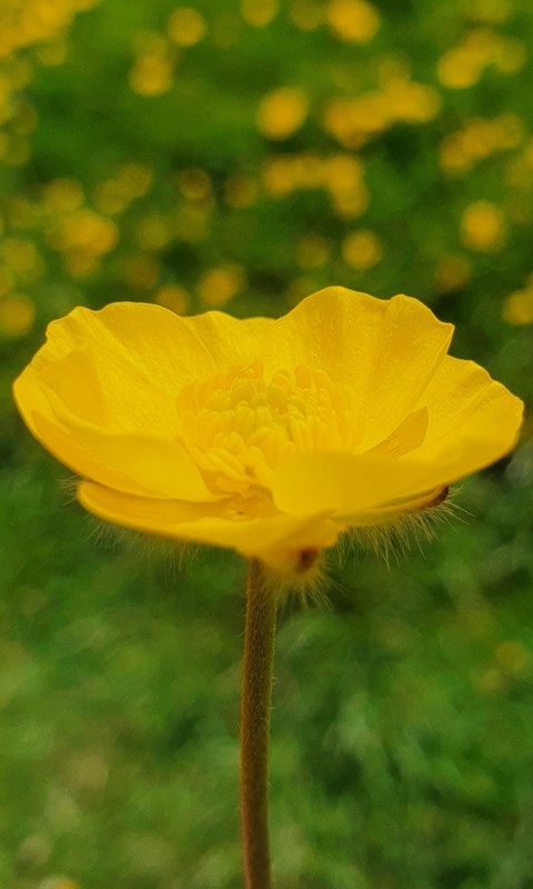 flower, pedicel Hintergrundbilder