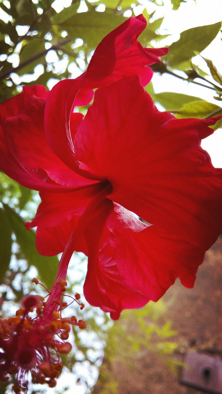 red flower