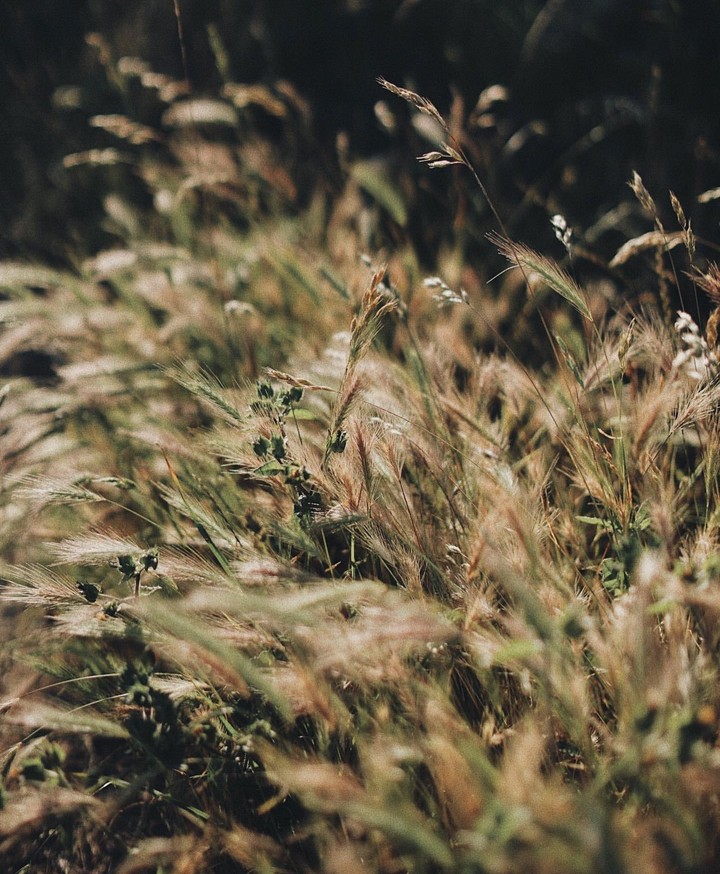 grass